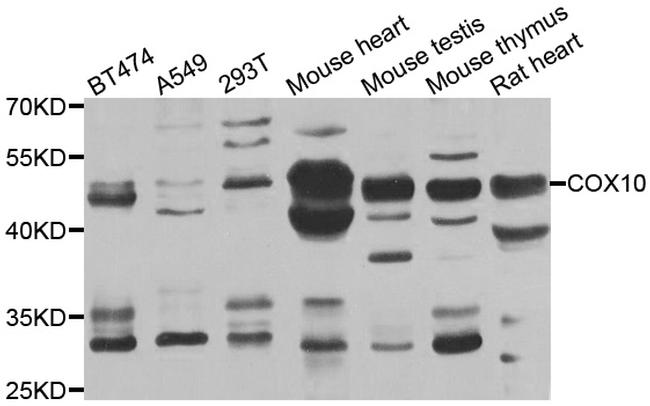 COX10 Antibody in Western Blot (WB)