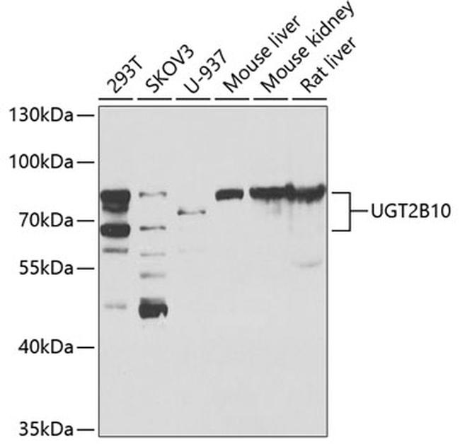 UGT2B10 Antibody in Western Blot (WB)