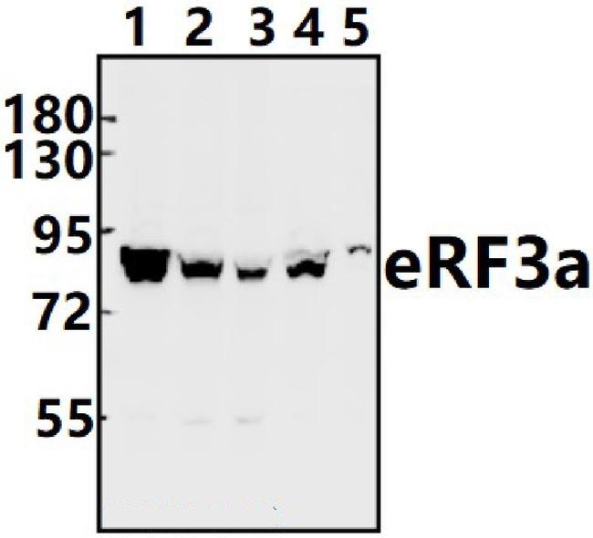 GSPT1 Antibody in Western Blot (WB)