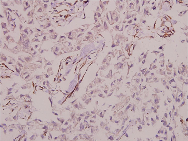 MINPP1 Antibody in Immunohistochemistry (Paraffin) (IHC (P))