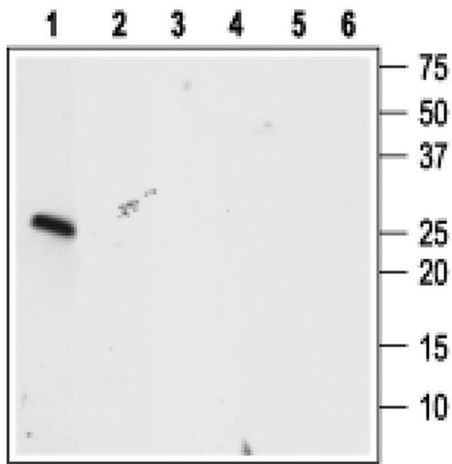 proBDNF Antibody in Western Blot (WB)