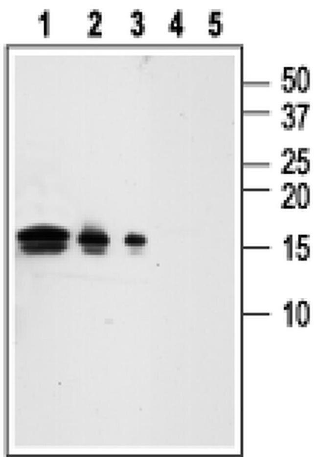 GDNF Antibody in Western Blot (WB)