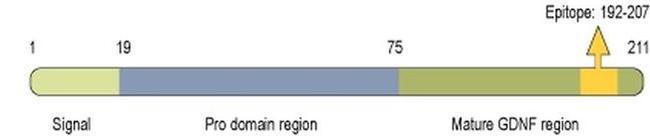 GDNF Antibody