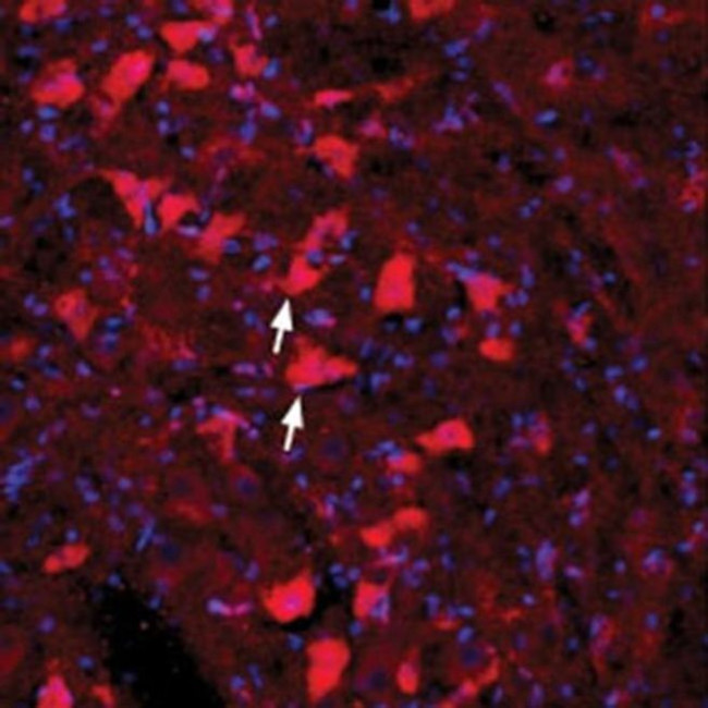 GFR alpha-4 (extracellular) Antibody in Immunohistochemistry (Frozen) (IHC (F))