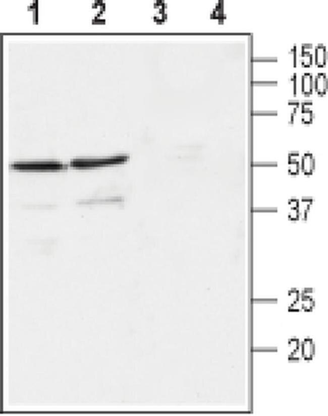 GFR alpha-4 (extracellular) Antibody in Western Blot (WB)