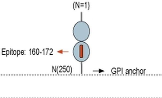 GFR alpha-4 (extracellular) Antibody