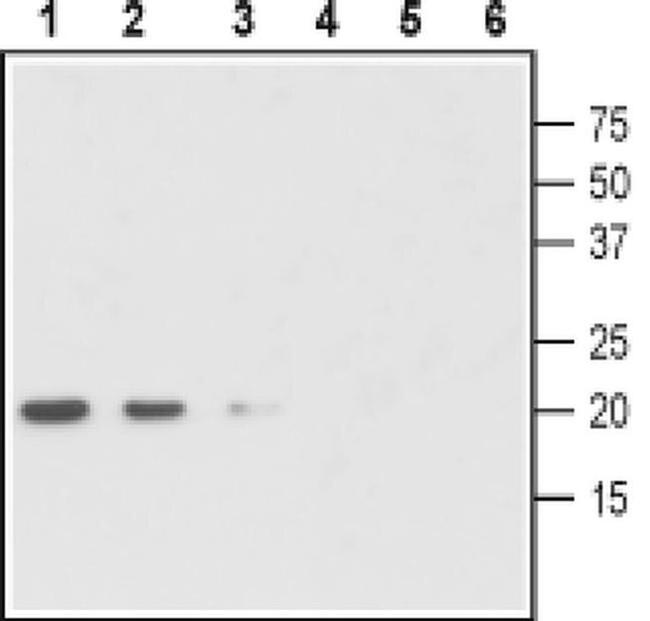 proGDNF Antibody in Western Blot (WB)