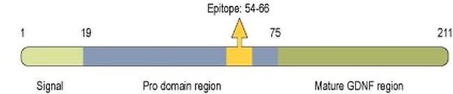 proGDNF Antibody