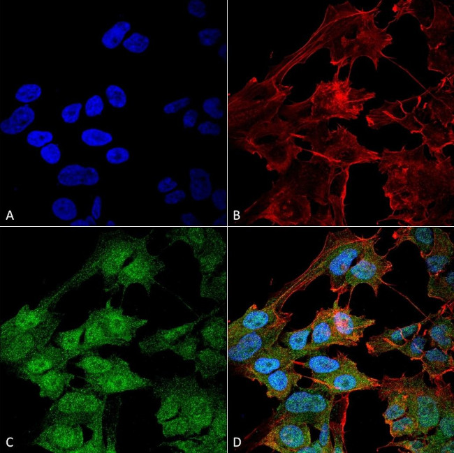 ATG9B Antibody in Immunocytochemistry (ICC/IF)