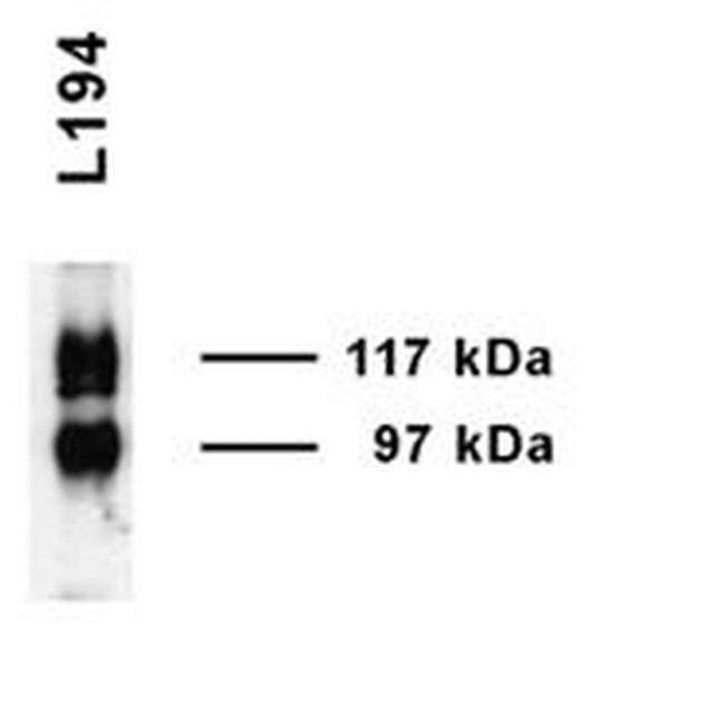 UT-A1 Antibody in Western Blot (WB)