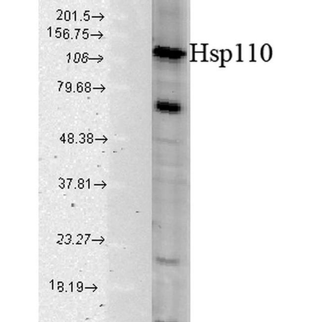 HSP105 Antibody in Western Blot (WB)