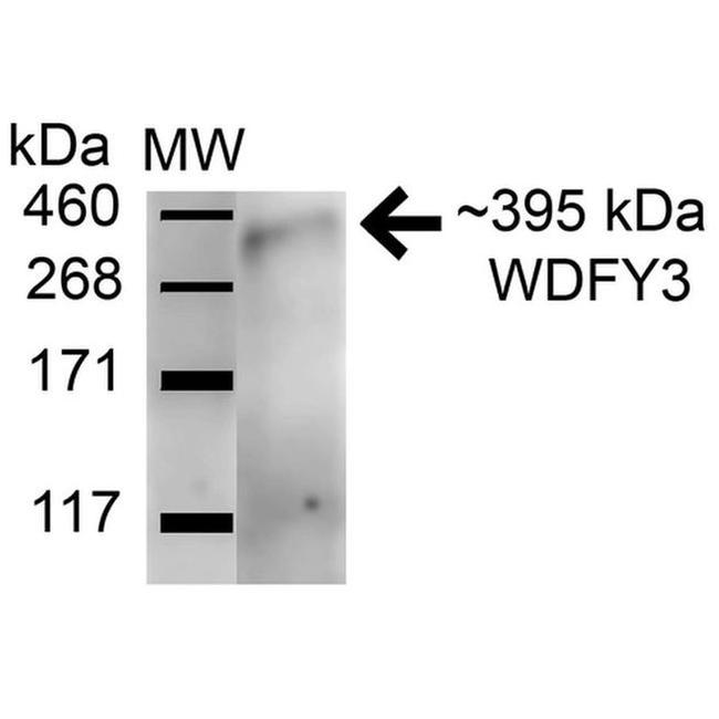 WDFY3 Antibody in Western Blot (WB)