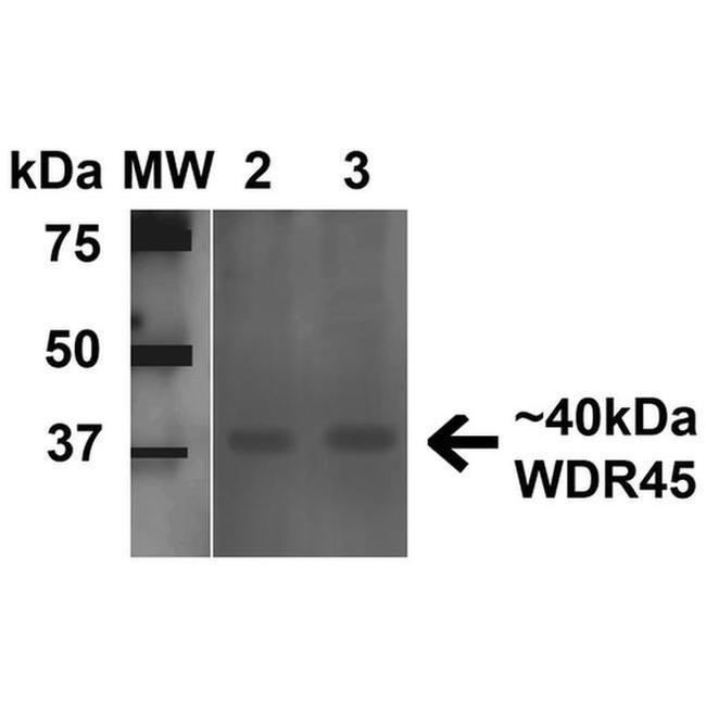 WDR45 Antibody in Western Blot (WB)