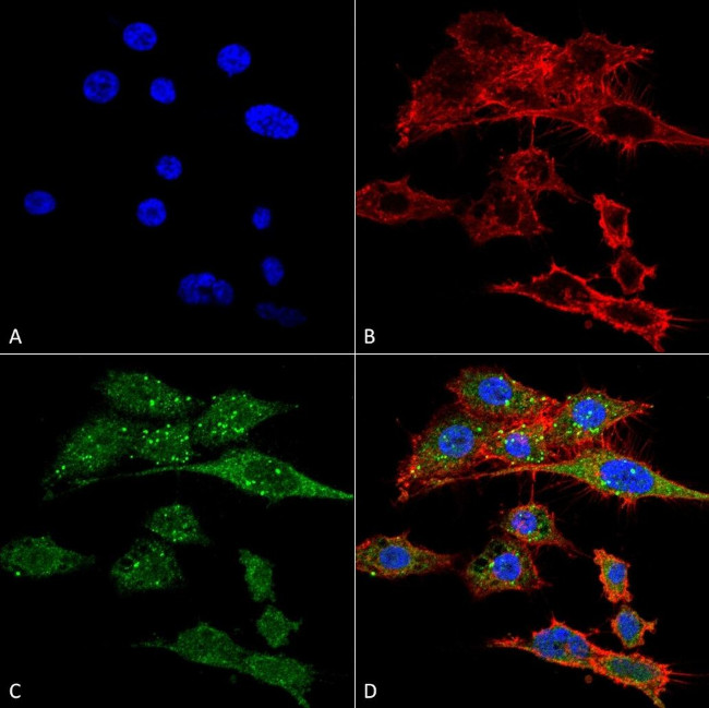 Rubicon Antibody in Immunocytochemistry (ICC/IF)