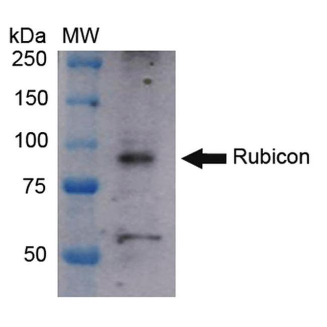 Rubicon Antibody in Western Blot (WB)