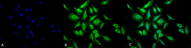 HSP70 Antibody in Immunocytochemistry (ICC/IF)