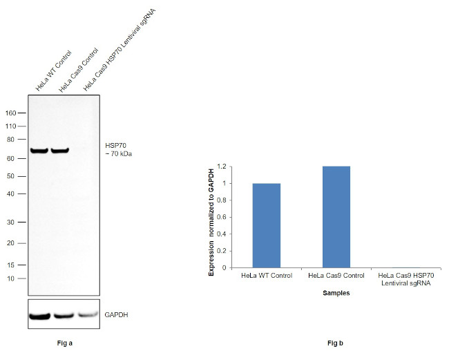 HSP70 Antibody