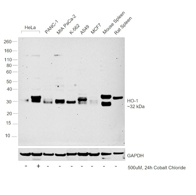 HO-1 Antibody in Western Blot (WB)