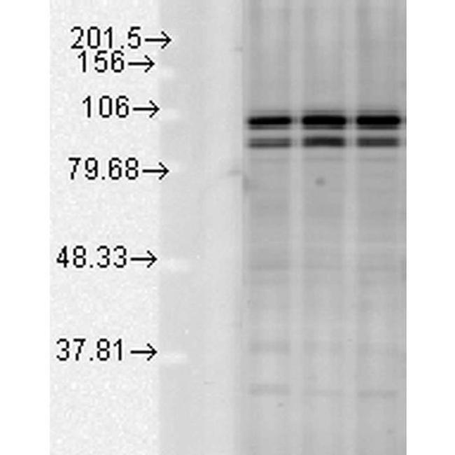 Calnexin Antibody in Western Blot (WB)