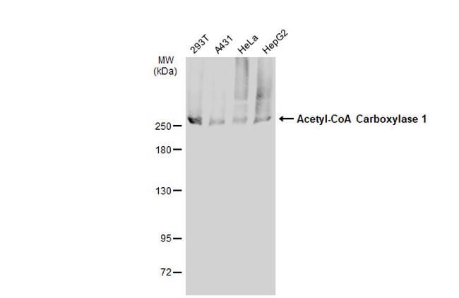 Acetyl-CoA Carboxylase Antibody in Western Blot (WB)