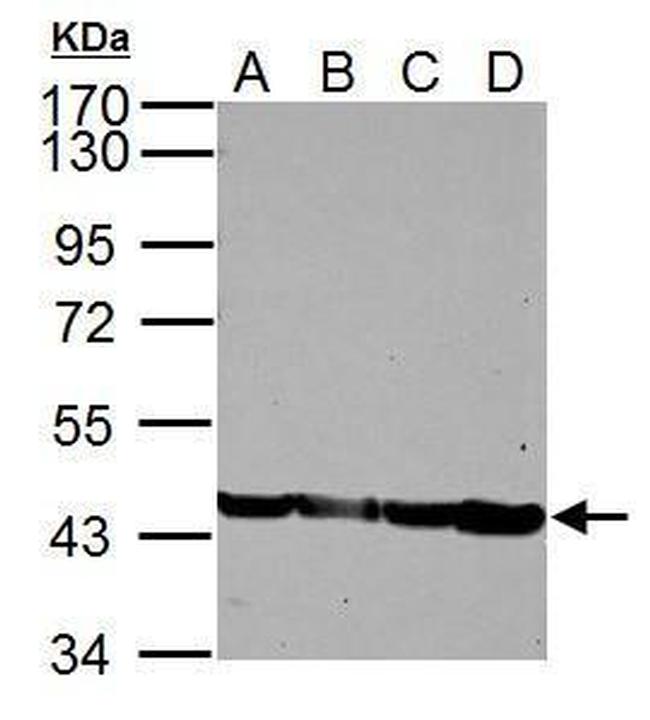 Skeletal Muscle Actin Antibody in Western Blot (WB)