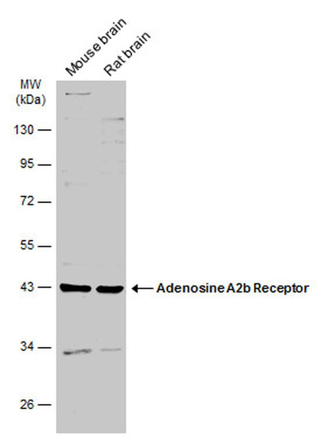 ADORA2B Antibody in Western Blot (WB)