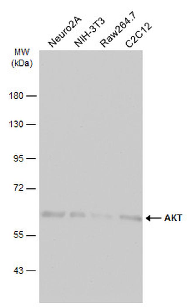 AKT Pan Antibody in Western Blot (WB)