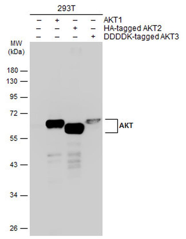 AKT Pan Antibody in Western Blot (WB)