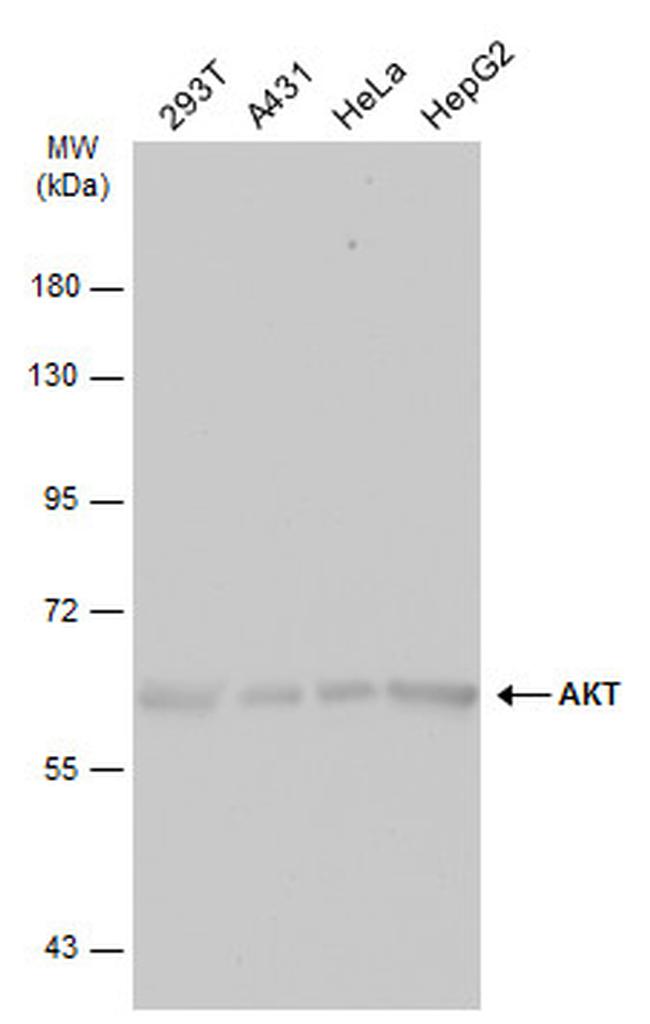 AKT Pan Antibody in Western Blot (WB)