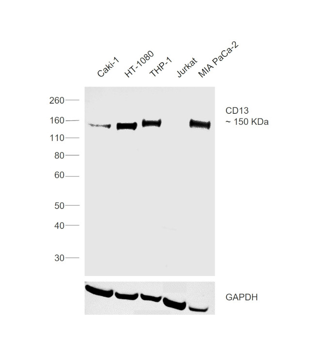 CD13 Antibody