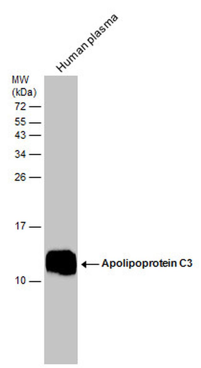 ApoC3 Antibody in Western Blot (WB)