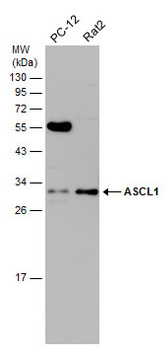 ASCL1 Antibody in Western Blot (WB)