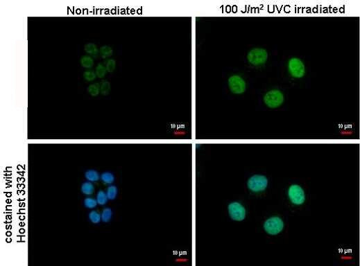 ATF3 Antibody in Immunocytochemistry (ICC/IF)