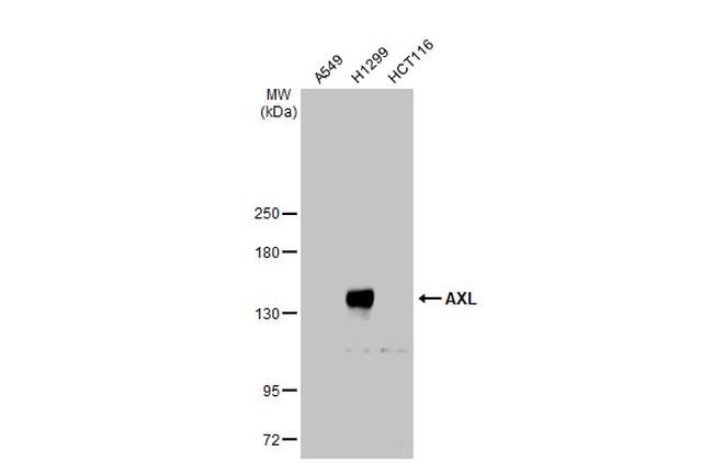 Axl Antibody in Western Blot (WB)