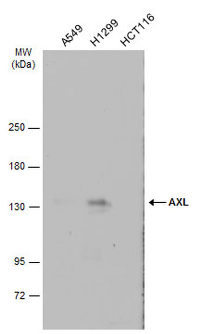 Axl Antibody in Western Blot (WB)