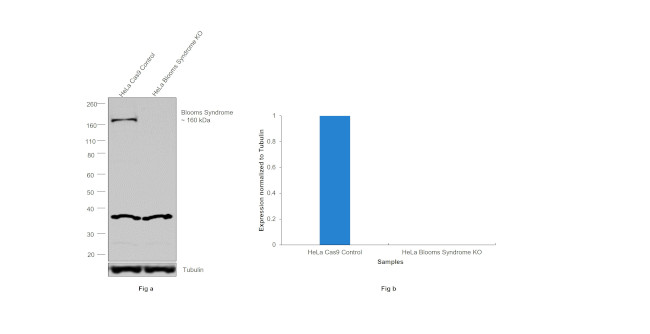 Blooms Syndrome Antibody