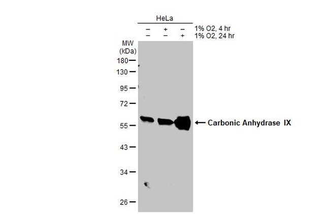 Carbonic Anhydrase IX Antibody in Western Blot (WB)