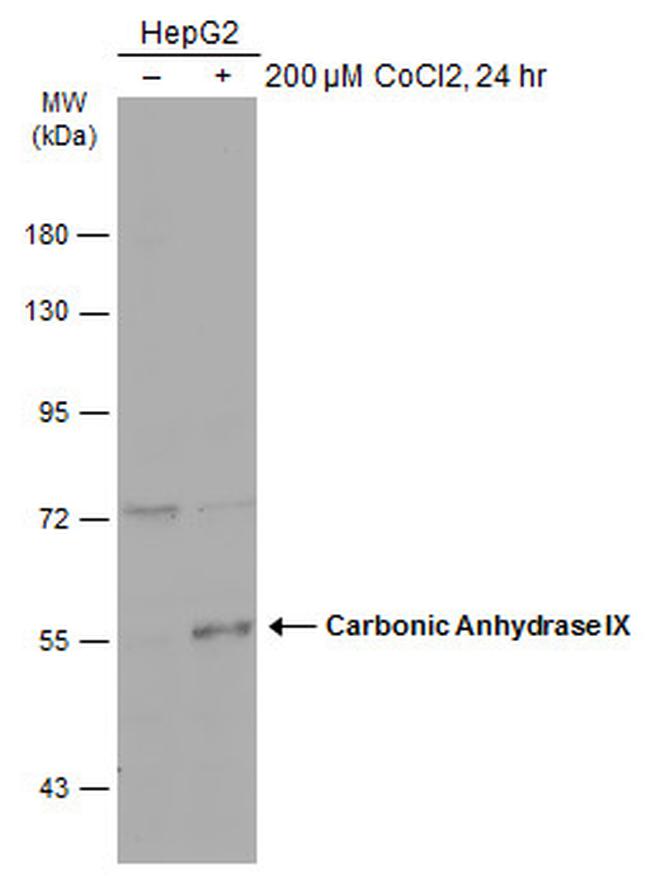 Carbonic Anhydrase IX Antibody in Western Blot (WB)