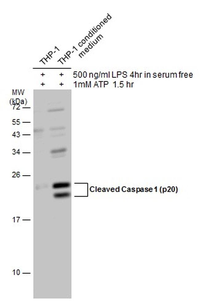 Caspase 1 (cleaved Asp297) Antibody in Western Blot (WB)