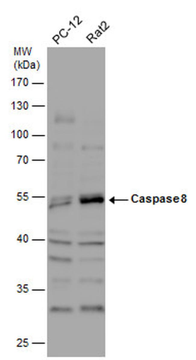 Caspase 8 Antibody in Western Blot (WB)