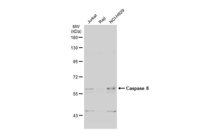 Caspase 8 Antibody in Western Blot (WB)