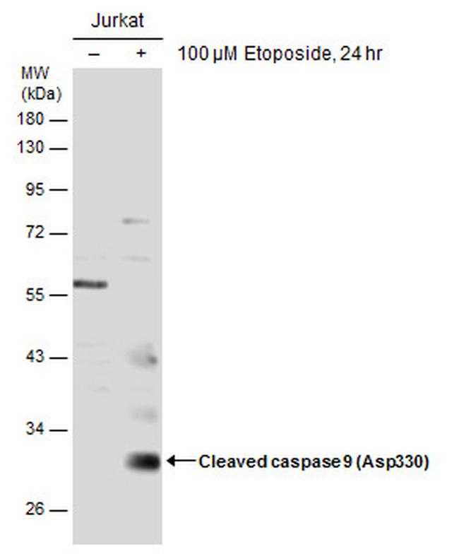 Caspase 9 (Cleaved Asp330) Antibody in Western Blot (WB)