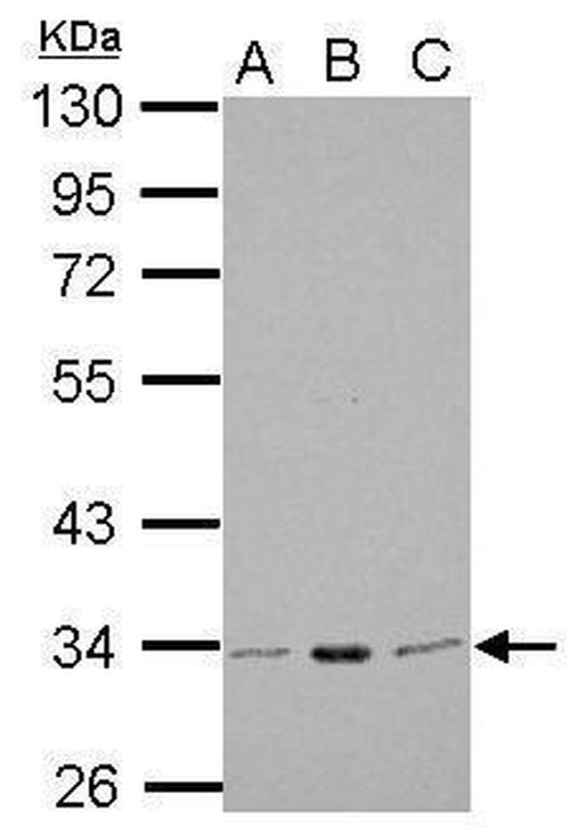 CDK1 Antibody in Western Blot (WB)