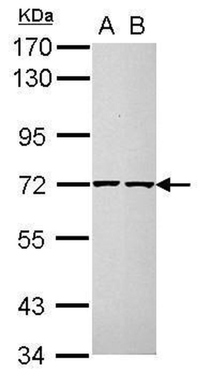 Cdc25A Antibody in Western Blot (WB)