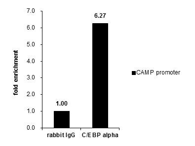 C/EBP alpha Antibody in ChIP Assay (ChIP)