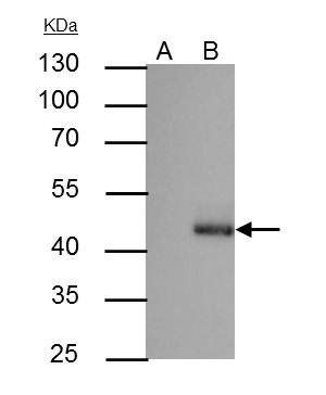 C/EBP alpha Antibody in Immunoprecipitation (IP)