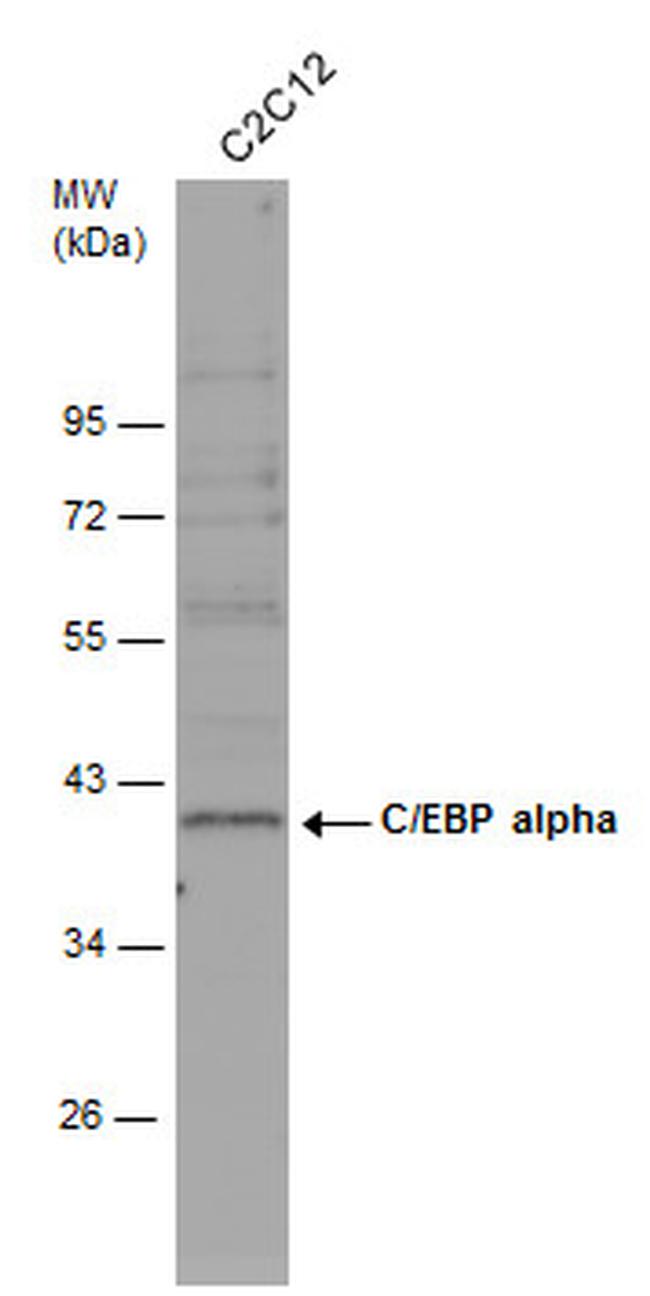 C/EBP alpha Antibody in Western Blot (WB)