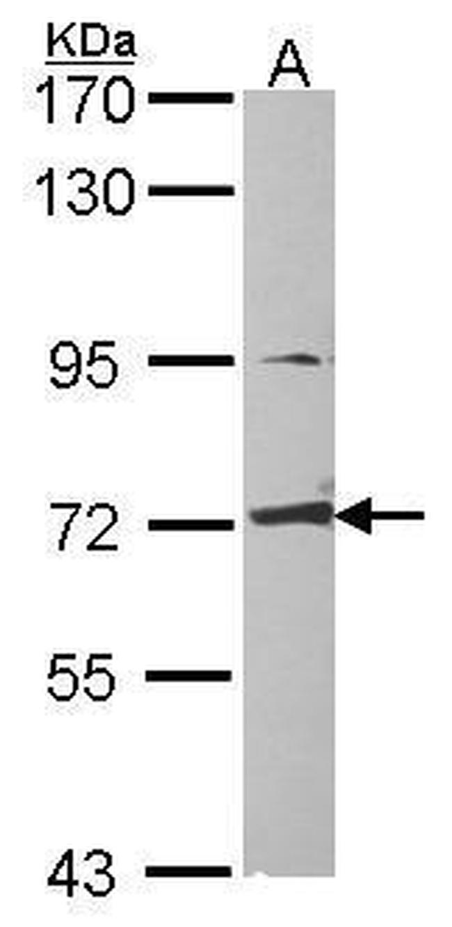 CRMP1 Antibody in Western Blot (WB)