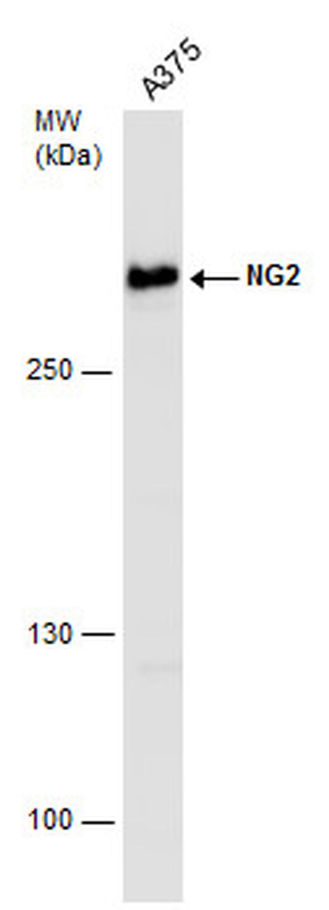 NG2 Antibody in Western Blot (WB)