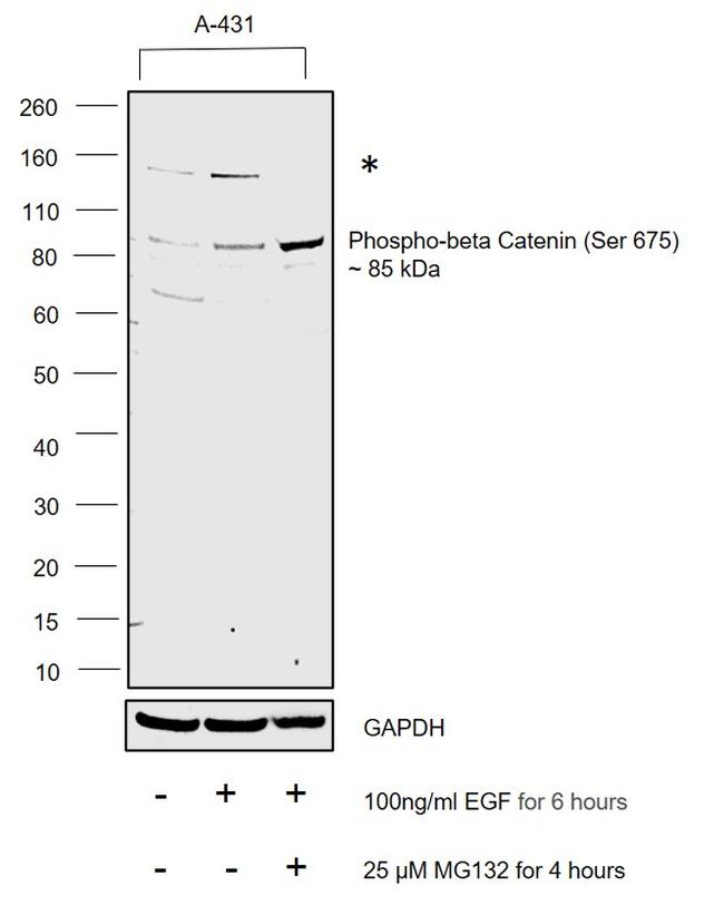 Phospho-beta Catenin (Ser675) Antibody in Western Blot (WB)